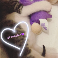 Tekir Kedi, Kedi  Babür fotoğrafı