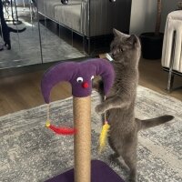 British Shorthair, Kedi  Şeker fotoğrafı