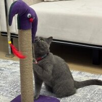 British Shorthair, Kedi  Şeker fotoğrafı