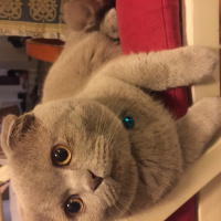 Scottish Fold, Kedi  Şaşkın fotoğrafı