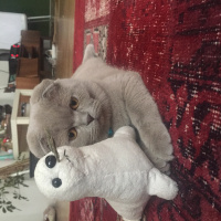 Scottish Fold, Kedi  Şaşkın fotoğrafı