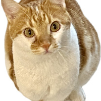 Tekir Kedi, Kedi  Tarçın fotoğrafı