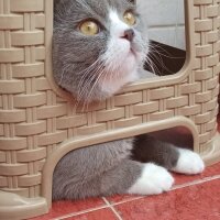 British Shorthair, Kedi  Paşa fotoğrafı