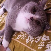 British Shorthair, Kedi  Paşa fotoğrafı