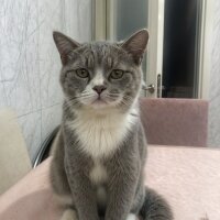 British Shorthair, Kedi  Paşa fotoğrafı