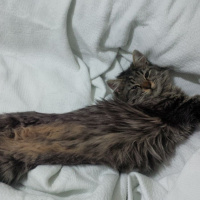 Norwegian Forest, Kedi  Bella fotoğrafı