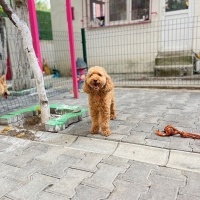 Poodle(Standart Kaniş), Köpek  findik fotoğrafı