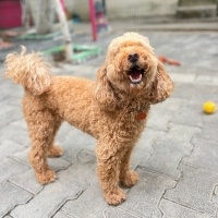 Poodle(Standart Kaniş), Köpek  findik fotoğrafı