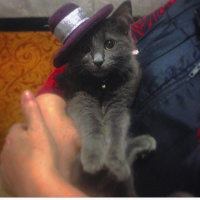 Tekir Kedi, Kedi  Pikaçu fotoğrafı