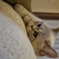 British Shorthair, Kedi  lily fotoğrafı