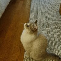 British Shorthair, Kedi  lily fotoğrafı