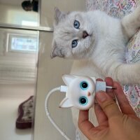 Scottish Fold, Kedi  Şans fotoğrafı