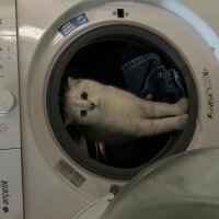 Scottish Fold, Kedi  Şans fotoğrafı