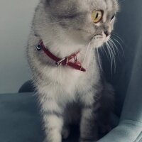 Scottish Fold, Kedi  Lina fotoğrafı