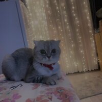 Scottish Fold, Kedi  Lina fotoğrafı