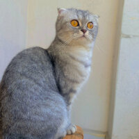 Scottish Fold, Kedi  Lina fotoğrafı