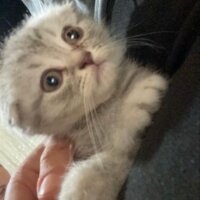 Scottish Fold, Kedi  Lina fotoğrafı