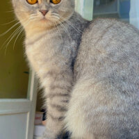 Scottish Fold, Kedi  Lina fotoğrafı