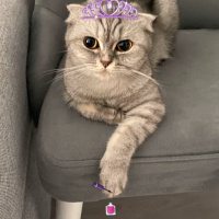 Scottish Fold, Kedi  Lina fotoğrafı