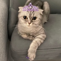 Scottish Fold, Kedi  Lina fotoğrafı