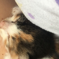 Tekir Kedi, Kedi  Minik fotoğrafı
