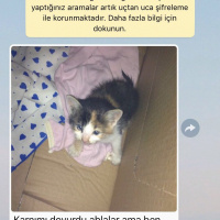 Tekir Kedi, Kedi  Minik fotoğrafı