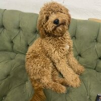 Poodle(Standart Kaniş), Köpek  Oscar fotoğrafı