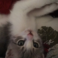 Tekir Kedi, Kedi  Tommy  fotoğrafı