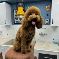 Poodle(Standart Kaniş), Köpek  Alex fotoğrafı