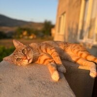 Tekir Kedi, Kedi  Behlül fotoğrafı