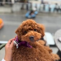 Poodle (Minyatür Kaniş), Köpek  Pingo fotoğrafı