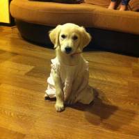 Golden Retriever, Köpek  daısy fotoğrafı