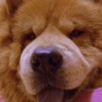 Chow Chow (çin Aslanı), Köpek  aşk fotoğrafı