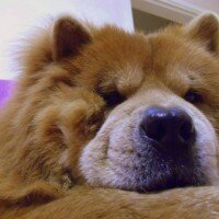 Chow Chow (çin Aslanı), Köpek  aşk fotoğrafı