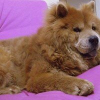 Chow Chow (çin Aslanı), Köpek  aşk fotoğrafı