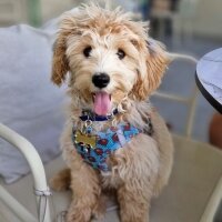 Poodle(Standart Kaniş), Köpek  KoLA fotoğrafı