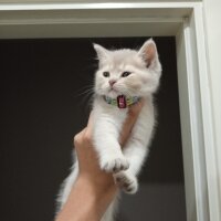 British Shorthair, Kedi  Gofret fotoğrafı