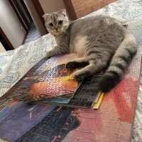 Scottish Fold, Kedi  PAŞA 🐾 fotoğrafı