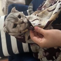 Scottish Fold, Kedi  PAŞA 🐾 fotoğrafı