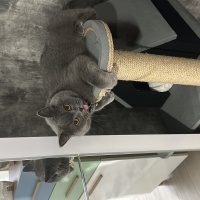 British Shorthair, Kedi  Mars fotoğrafı