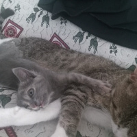 Tekir Kedi, Kedi  Külkedisi fotoğrafı