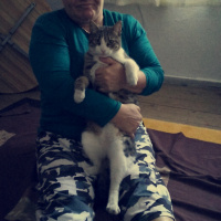 Tekir Kedi, Kedi  Külkedisi fotoğrafı