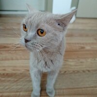 British Shorthair, Kedi  Fındık fotoğrafı