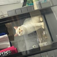 British Longhair, Kedi  Mabel fotoğrafı