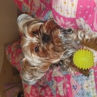 Yorkshire Terrier, Köpek  BAMBAM fotoğrafı