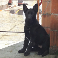 Alman Çoban Köpeği, Köpek  KÖMÜR  fotoğrafı