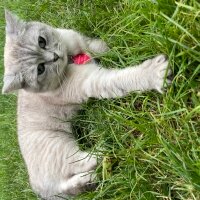 British Shorthair, Kedi  Pamuk fotoğrafı