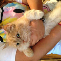 İran Kedisi (Persian), Kedi  Scylla fotoğrafı