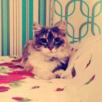 İran Kedisi (Persian), Kedi  Scylla fotoğrafı