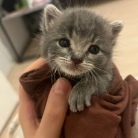 Tekir Kedi, Kedi  mercimek fotoğrafı